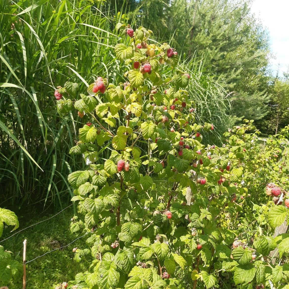 Domek W Kwiatach Zyndaki 外观 照片